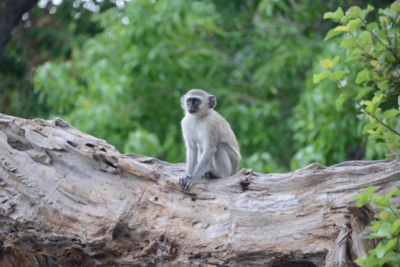 Vervet Monkey