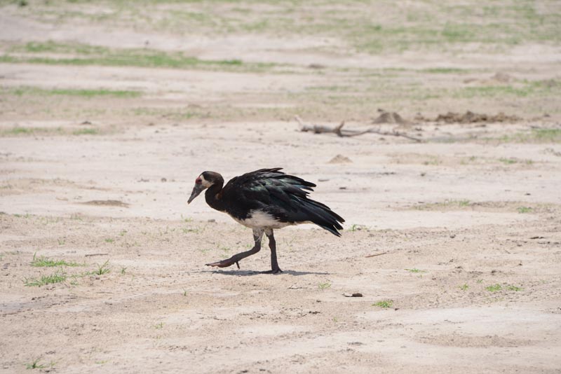 Spur-winged Goose