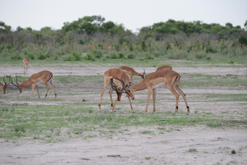 Impala