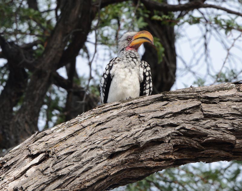 Yellow-billed Hornbill