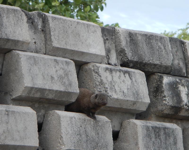 Marsh Mongoose