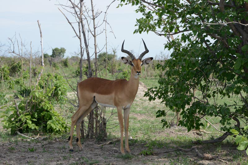 Impala