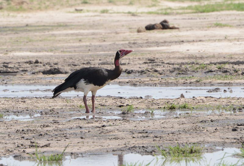 Spur-winged Goose