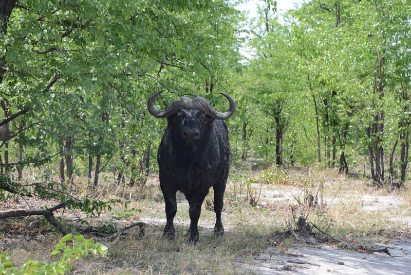 African Buffalo