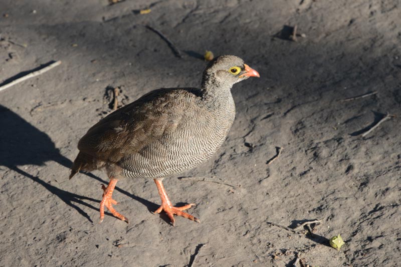 Red-billed Spurfowl