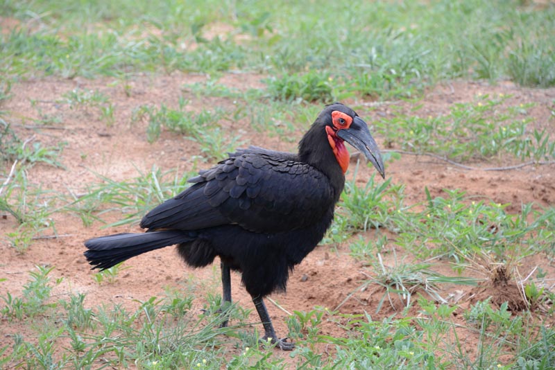 Southern Ground-Hornbill