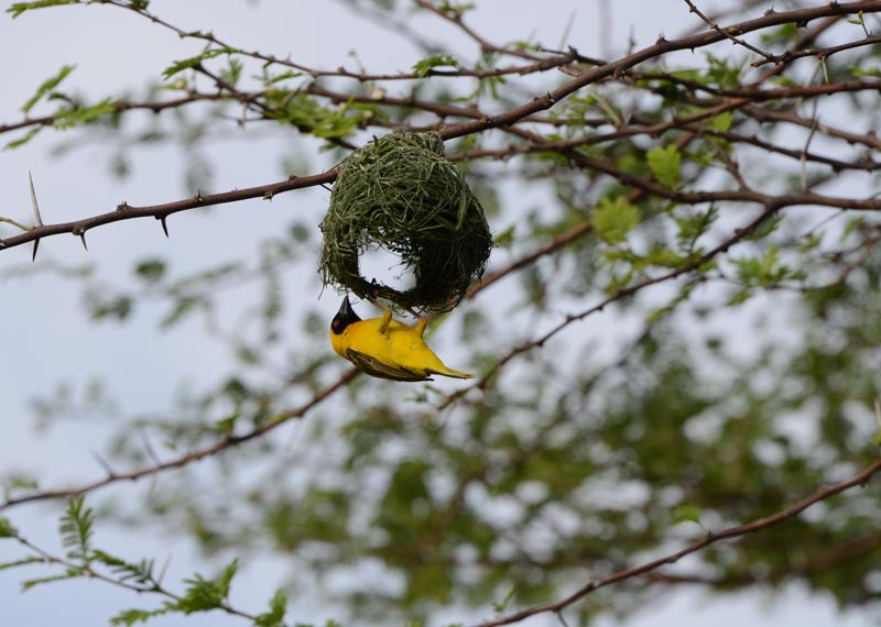 Southern Masked Weaver