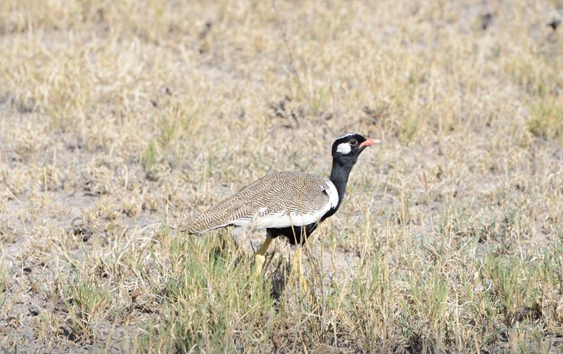 Northern Black Korhaan