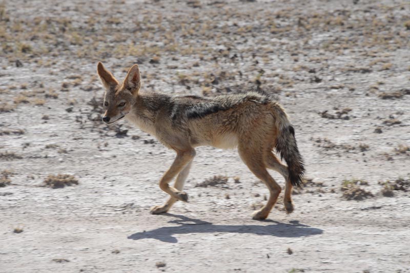 Black-backed Jackal