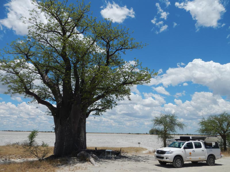Baines Baobab Campsite B01