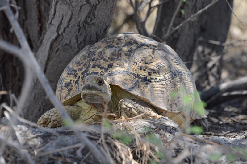 Leopard Tortoise