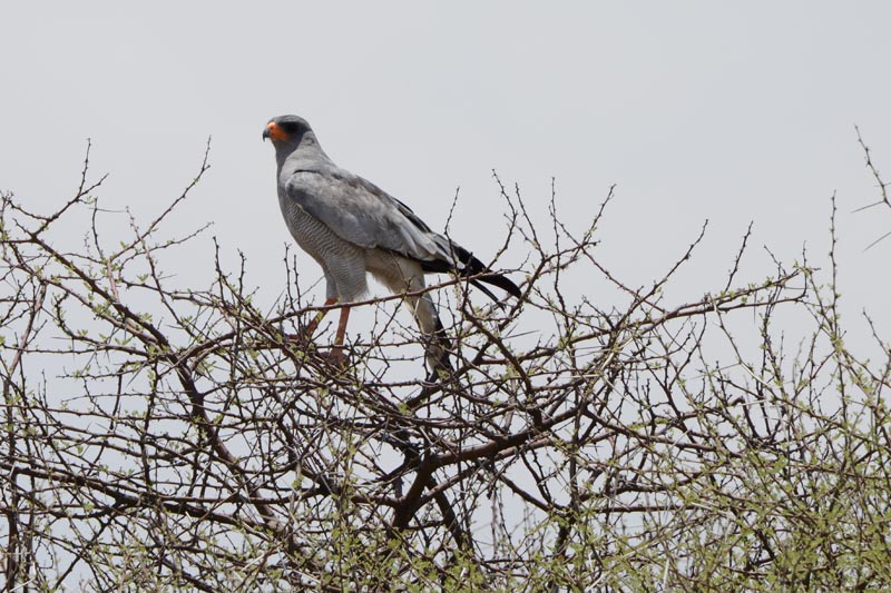 Pale Chanting Goshawk