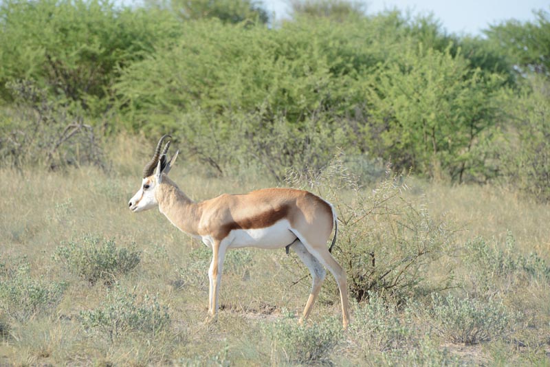 Springbok