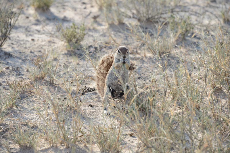 Ground Squirrel