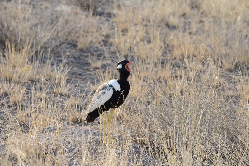 Northern Black Korhaan