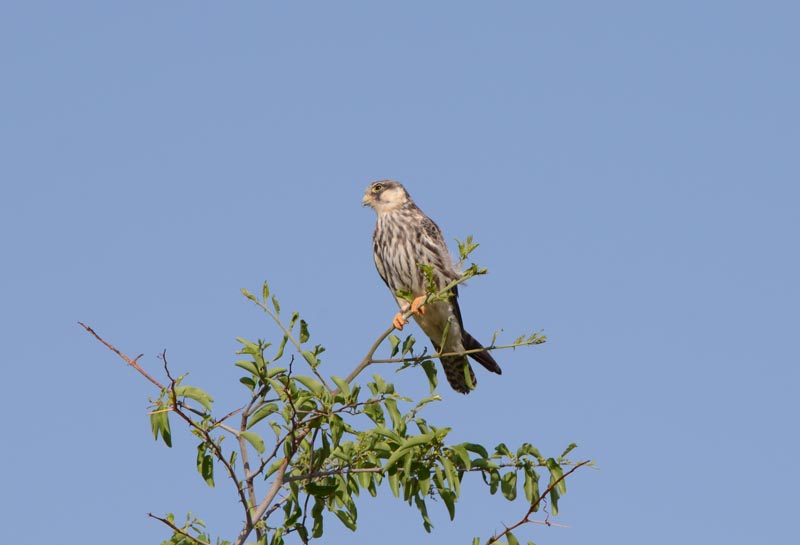 Lanner Falcon