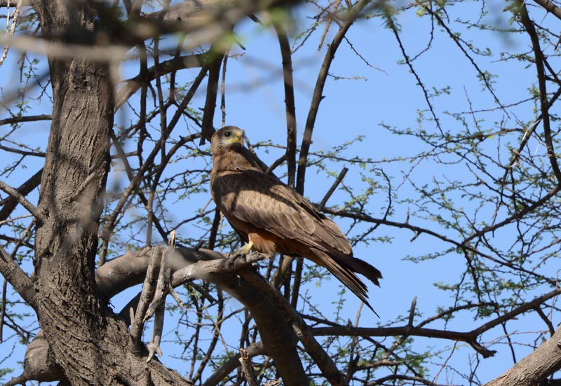 Yellow-billed Kite