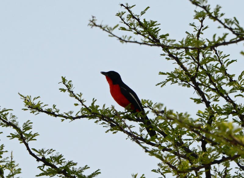 Crimson-breasted Shrike