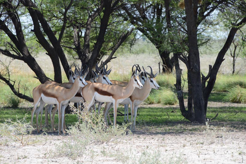 Springbok