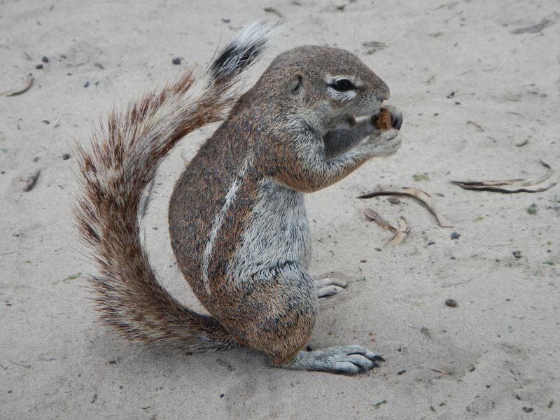 Ground Squirrel