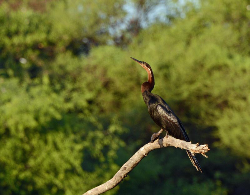 African Darter Bird