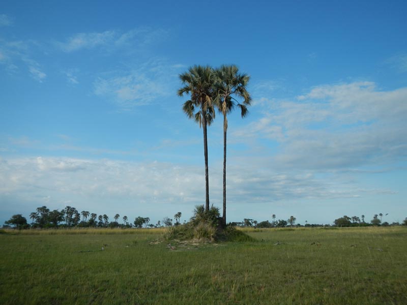 Makalani Palm Tree