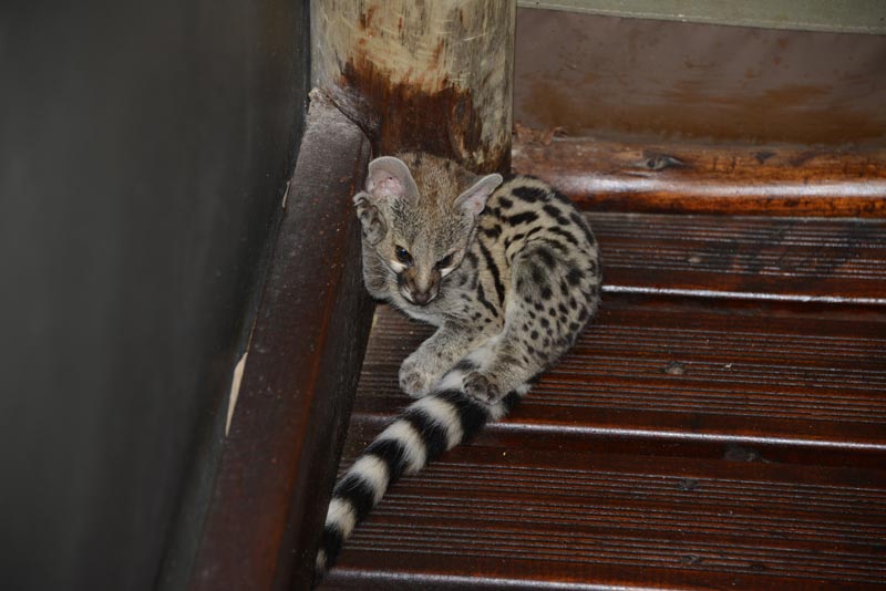 Small-spotted Genet