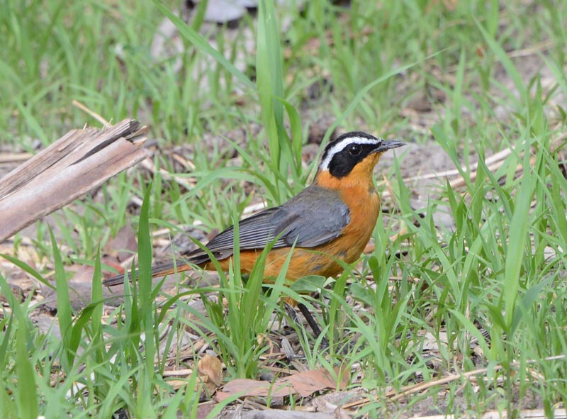 White-browed Robing-Chat