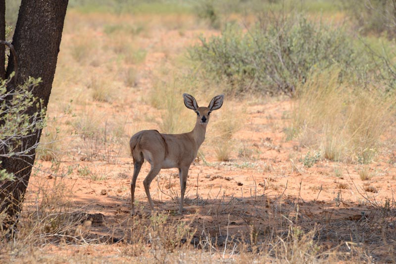 Steenbok