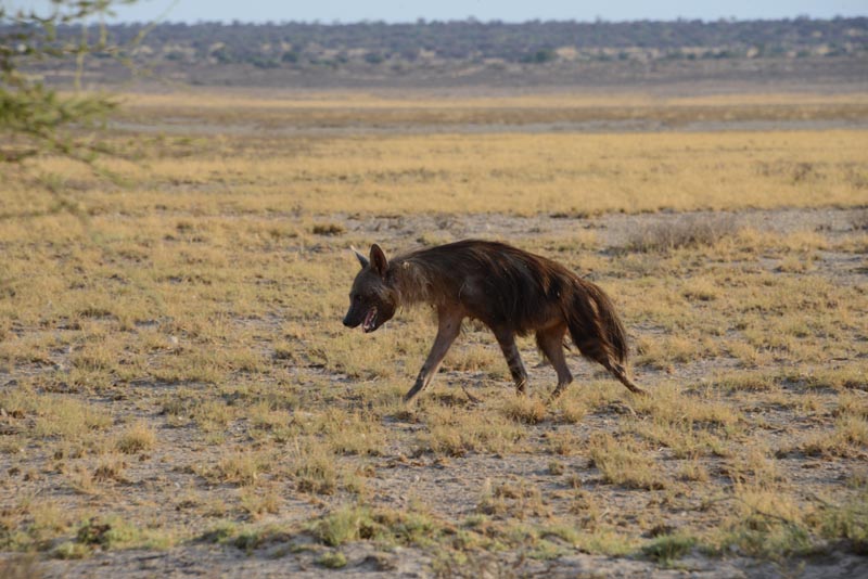 Brown Hyena