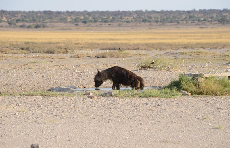 Brown Hyena