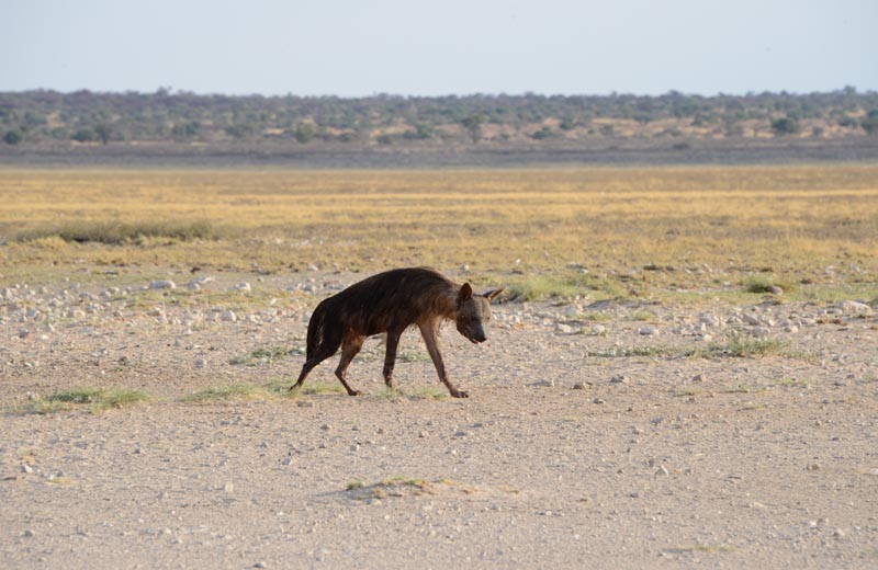 Brown Hyena