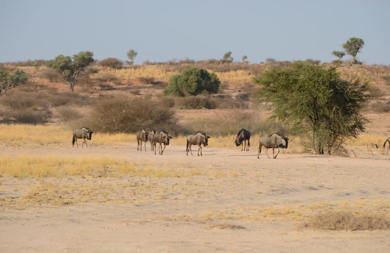 Blue Wildebeest