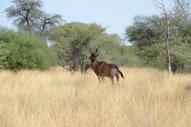 Red Hartebeest