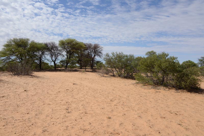 Kgalagadi Transfrontier Park