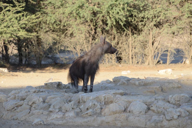 Brown Hyena