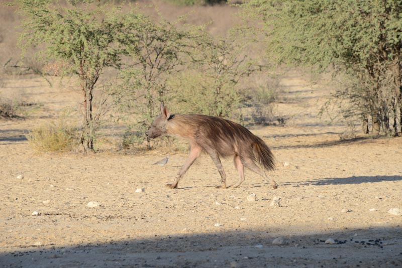 Brown Hyena