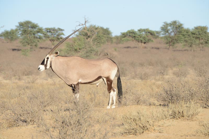 Gemsbok