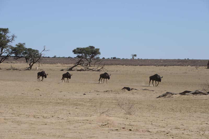 Blue Wildebeest