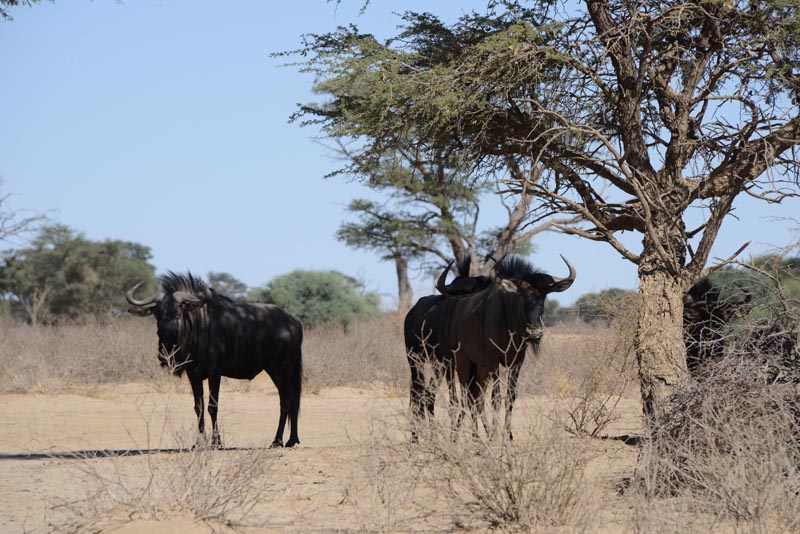 Blue Wildebeest