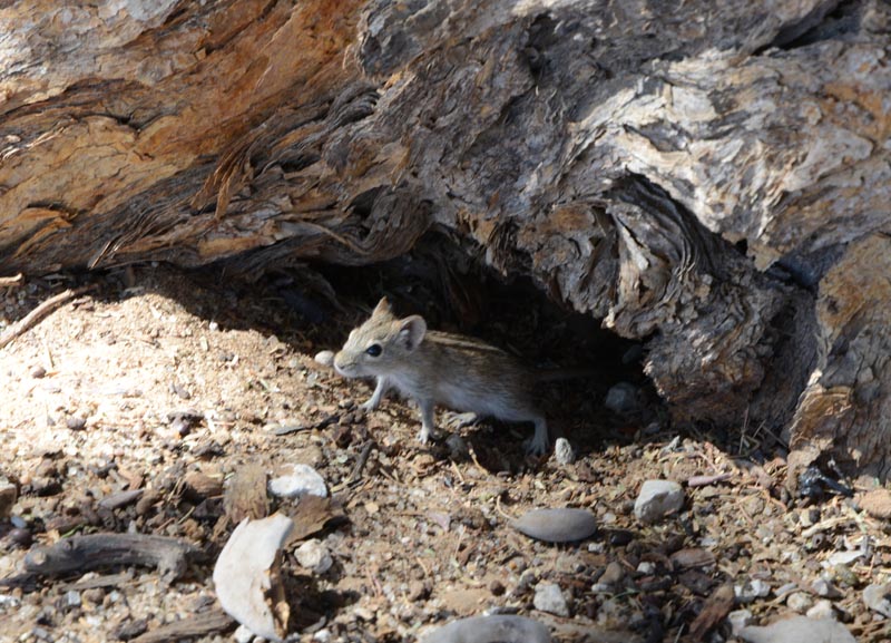 Four-striped Grass Mouse