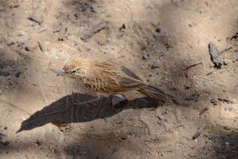 Fawn-coloured Lark