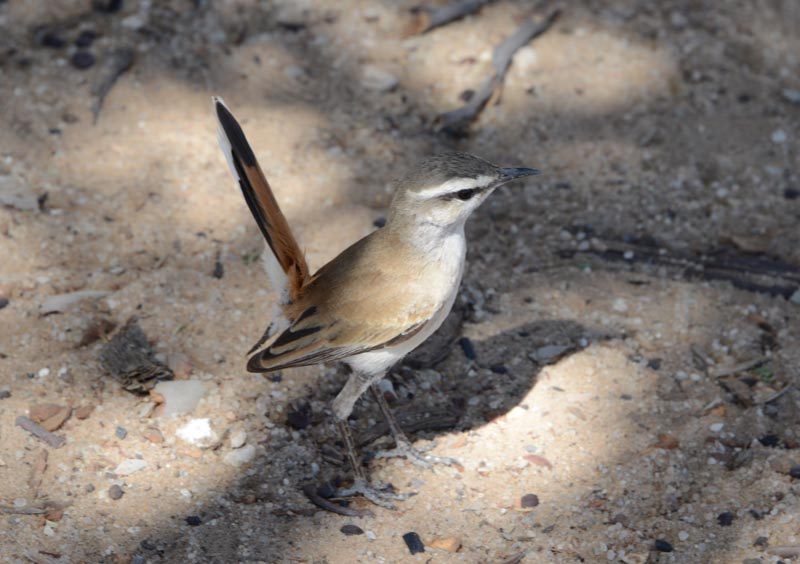 Kalahari Scrub Robin