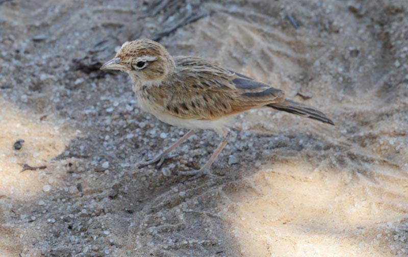 Fawn-coloured Lark