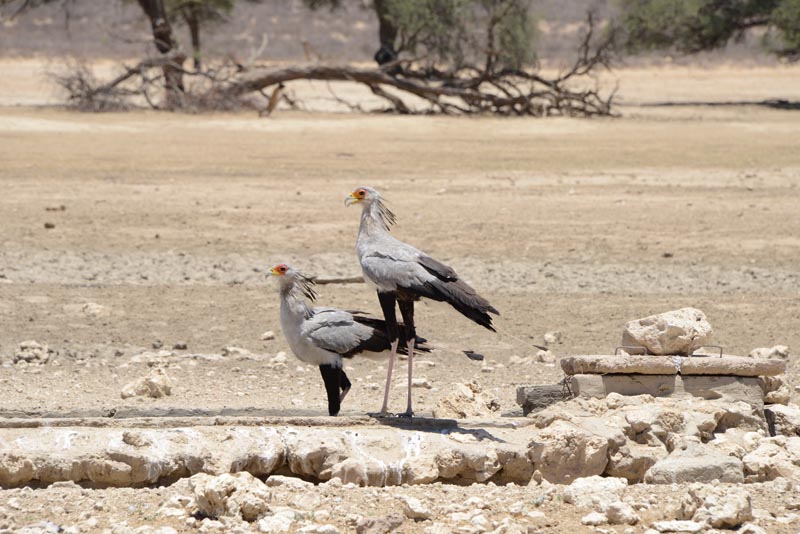 Secretary Bird