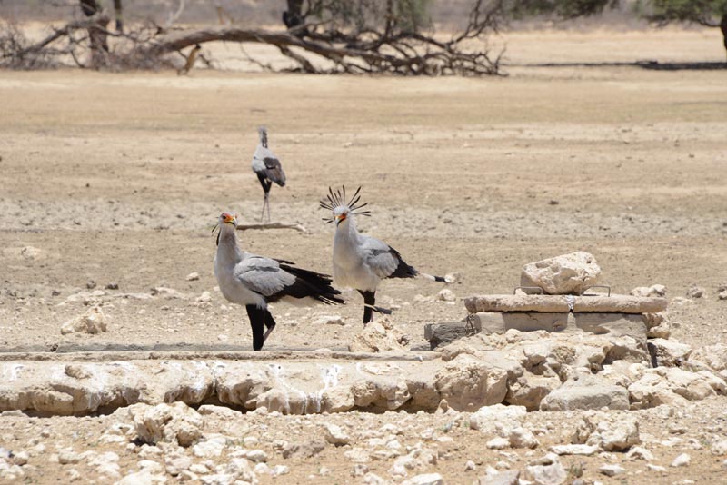 Secretary Bird