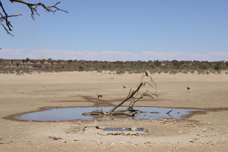 Nossob Waterhole