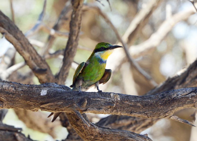 Swallow-tailed Bee-eater