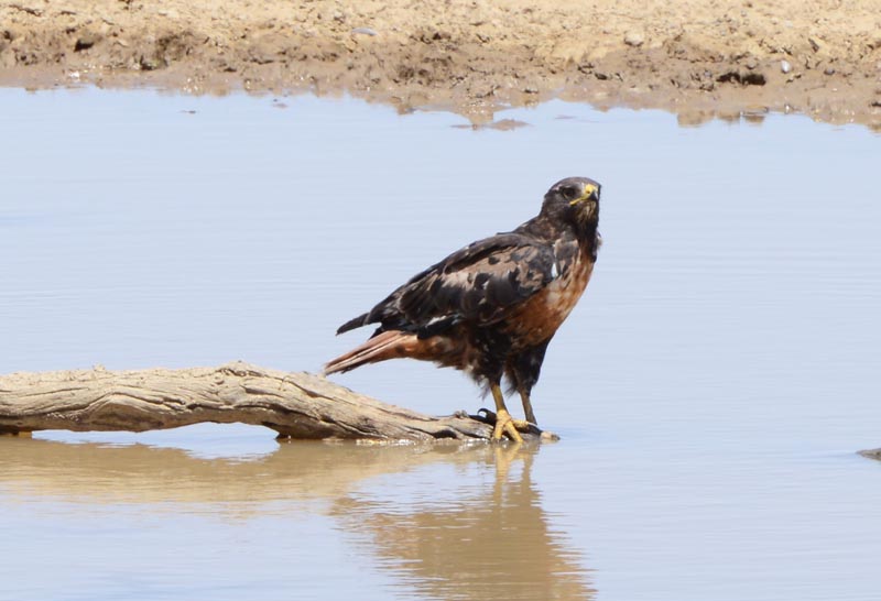 Yellow-billed Kite