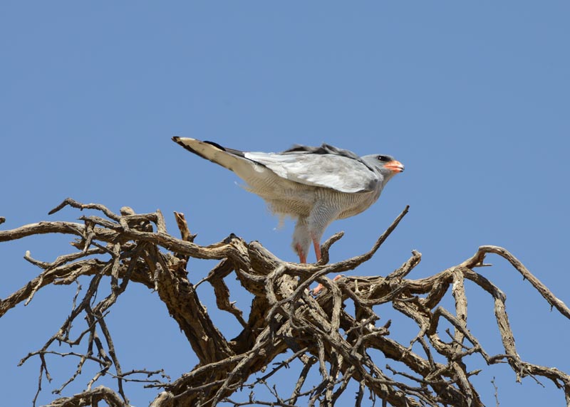 Pale Chanting Goshawk